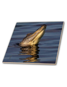 Azulejo de Cerámica 3dRose 30.48 cm Caimán Americano