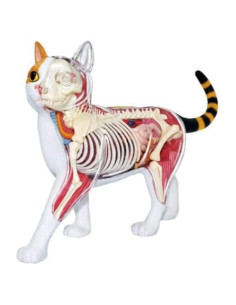 Modelo de Anatomía de Gato Calico 4DMaster 29.39 cm 28 Piezas
