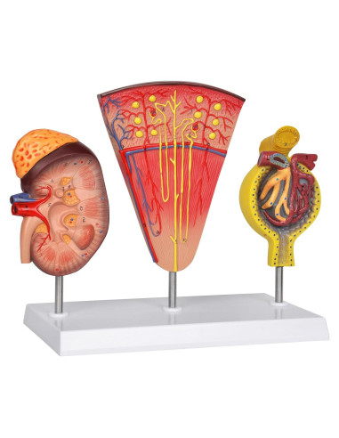 Modelo Anatómico de Riñón 3-en-1 Simedutech para Estudio