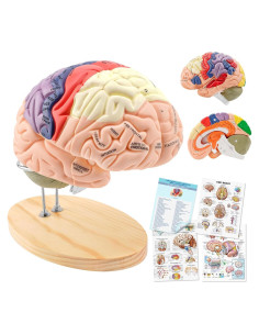 Modelo de Cerebro Humano TYRRDE 2x Tamaño Real 11 Colores