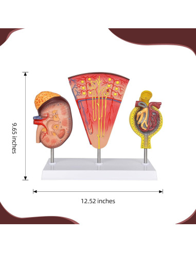 Modelo Anatómico de Riñón 3-en-1 Simedutech para Estudio