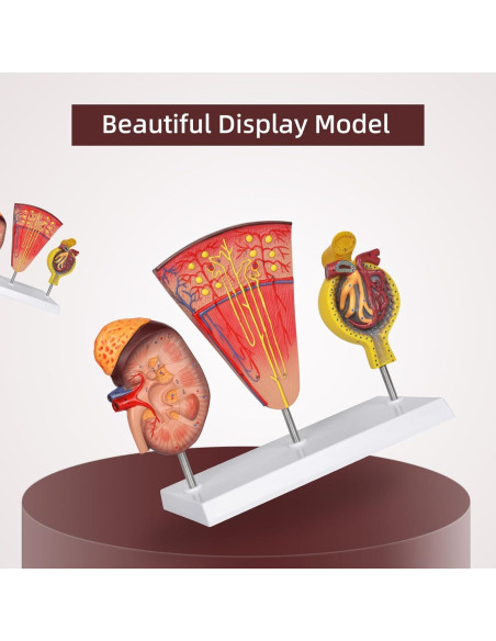 Modelo Anatómico de Riñón 3-en-1 Simedutech para Estudio