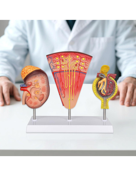 Modelo Anatómico de Riñón 3-en-1 Simedutech para Estudio