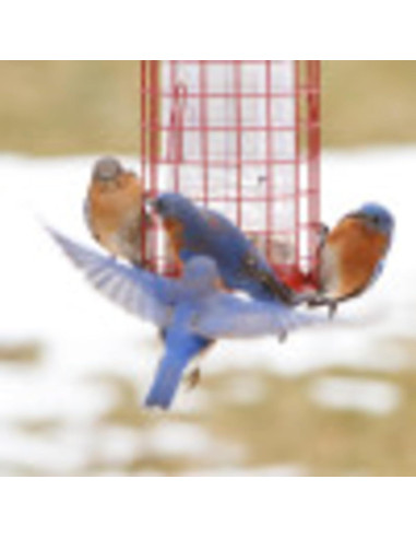 Alimentador Perky-Pet 102 Resistente a Ardillas 1,81 kg