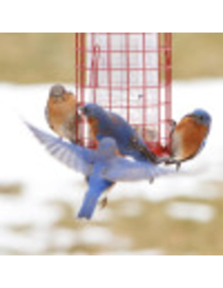 Alimentador Perky-Pet 102 Resistente a Ardillas 1,81 kg