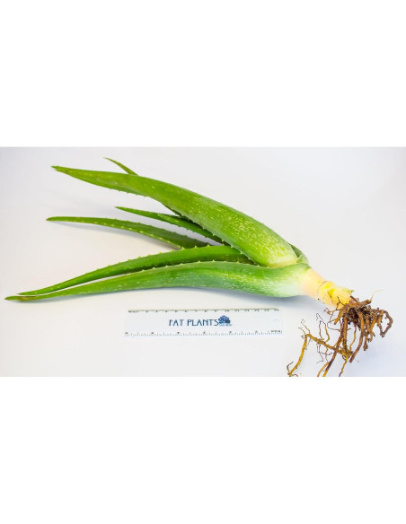 Planta Aloe Vera Medicinal 10 cm - SHUK PLACE PLANTS Planta Aloe Vera Medicinal 10 cm - SHUK PLACE PLANTS