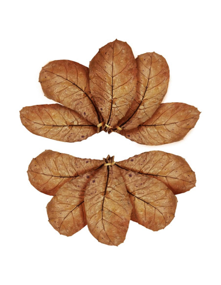 Hojas de Almendra India Catappa SunGrow - 10 Hojas 17-20 cm