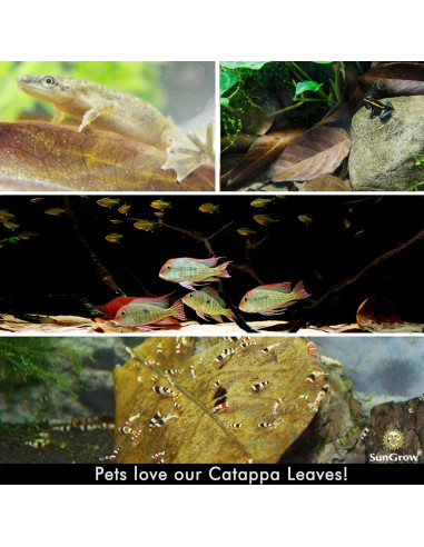 Hojas de Almendra India Catappa SunGrow - 10 Hojas 17-20 cm