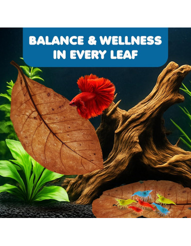 Hojas de Almendra India Catappa SunGrow - 10 Hojas 17-20 cm