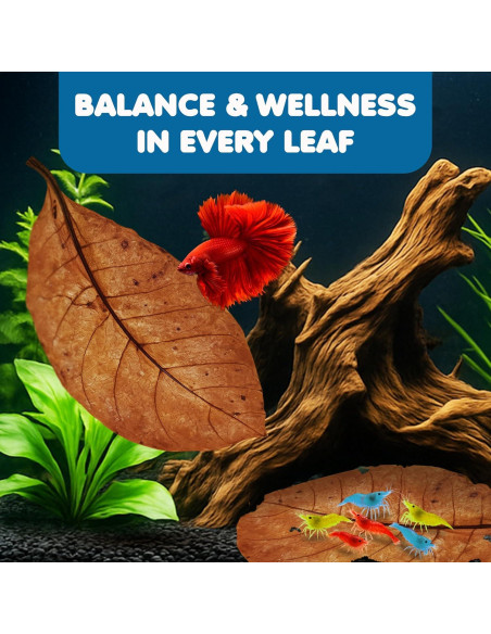 Hojas de Almendra India Catappa SunGrow - 10 Hojas 17-20 cm