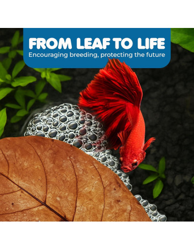 Hojas de Almendra India Catappa SunGrow - 10 Hojas 17-20 cm