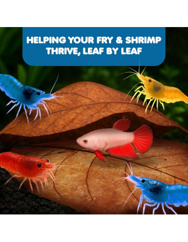 Hojas de Almendra India Catappa SunGrow - 10 Hojas 17-20 cm