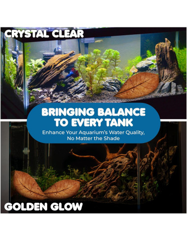 Hojas de Almendra India Catappa SunGrow - 10 Hojas 17-20 cm