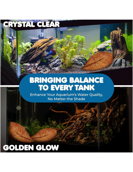 Hojas de Almendra India Catappa SunGrow - 10 Hojas 17-20 cm