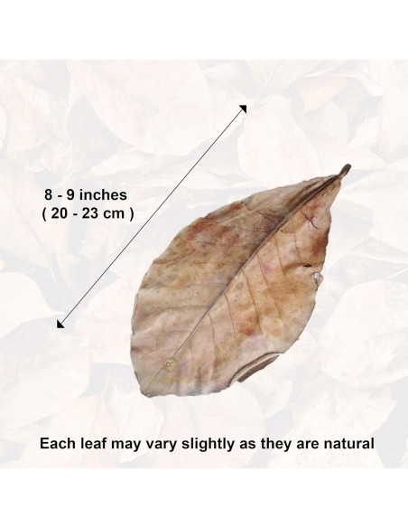 Hojas de Almendra India Catappa SunGrow - 10 Hojas 17-20 cm