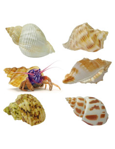 Juego de Conchas Naturales para Cangrejos Ermitaños ROPTO 6 PCS