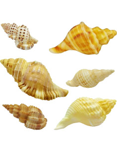 Juego de Conchas Naturales para Cangrejos Ermitaños ROPTO 6 PCS 2
