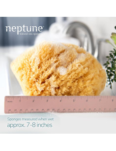 Esponja de Mar Caribe Neptuno 100% Natural Extra Grande 18-20 cm 2