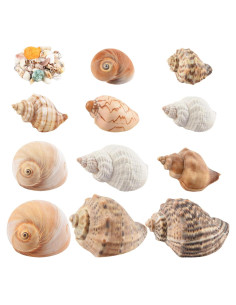 11 Conchas Naturales para Cangrejos Ermitaños LYHZLBAY 4.1-9.7 cm
