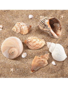 11 Conchas Naturales para Cangrejos Ermitaños LYHZLBAY 4.1-9.7 cm 2