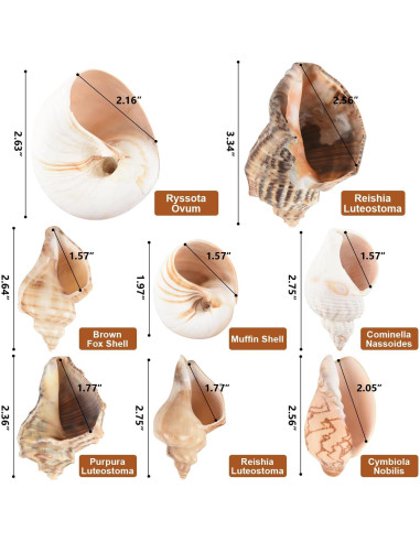 11 Conchas Naturales para Cangrejos Ermitaños LYHZLBAY 4.1-9.7 cm