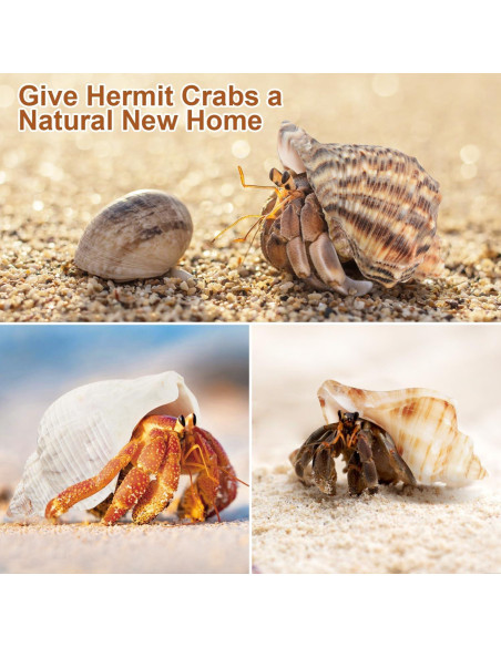 11 Conchas Naturales para Cangrejos Ermitaños LYHZLBAY 4.1-9.7 cm