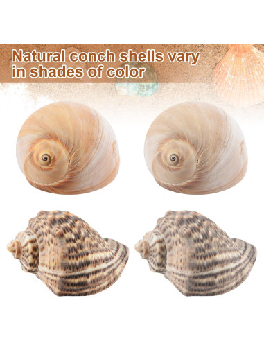11 Conchas Naturales para Cangrejos Ermitaños LYHZLBAY 4.1-9.7 cm