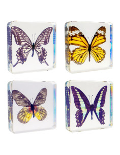 Juego de 4 Especímenes de Mariposas en Resina EJLIFEBOX