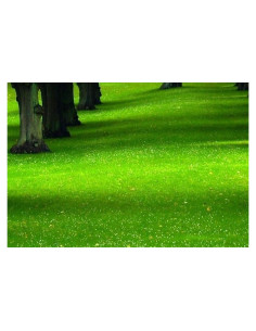 Kit de Impronta de Carbono Neutral EarthCare - 6 Árboles y Jardín de Mariposas