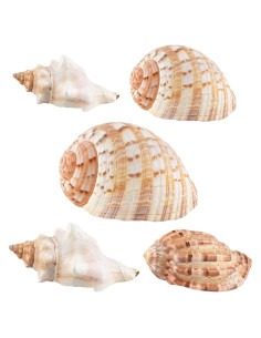 5PCS Conchas de Cangrejo Ermitaño Naturales 7.5-12.1cm
