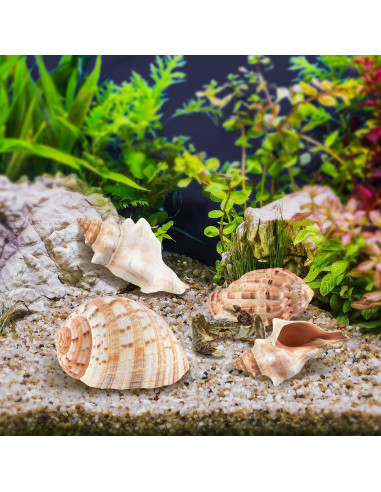 5PCS Conchas de Cangrejo Ermitaño Naturales 7.5-12.1cm