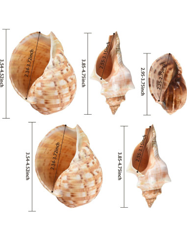 5PCS Conchas de Cangrejo Ermitaño Naturales 7.5-12.1cm