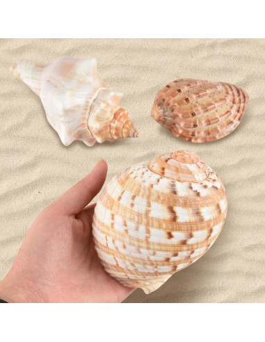 5PCS Conchas de Cangrejo Ermitaño Naturales 7.5-12.1cm