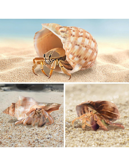 5PCS Conchas de Cangrejo Ermitaño Naturales 7.5-12.1cm