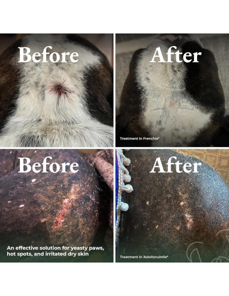 Champú Seco para Perros Shelterbaby - Alivio Picazón y Alergias Champú Seco para Perros Shelterbaby - Alivio Picazón y Alergias