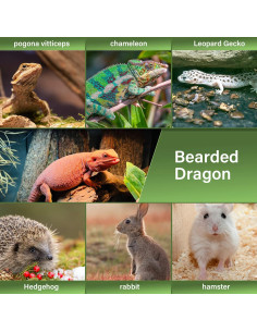 Transportador de Reptiles LIKZINWA Verde Azulado 43cm 2