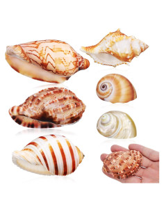 Conchas Naturales NOLITOY 6 Pcs para Cangrejo Ermitaño
