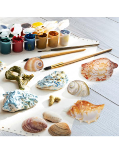 Conchas Naturales NOLITOY 6 Pcs para Cangrejo Ermitaño 2