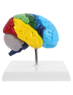 Modelo Anatómico del Cerebro Humano Garneck 1:1 Multicolor