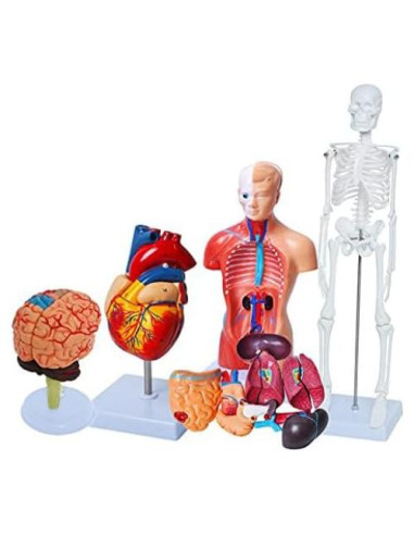 Conjunto de Modelos de Anatomía Humana Wadoy - Corazón, Esqueleto, Cerebro
