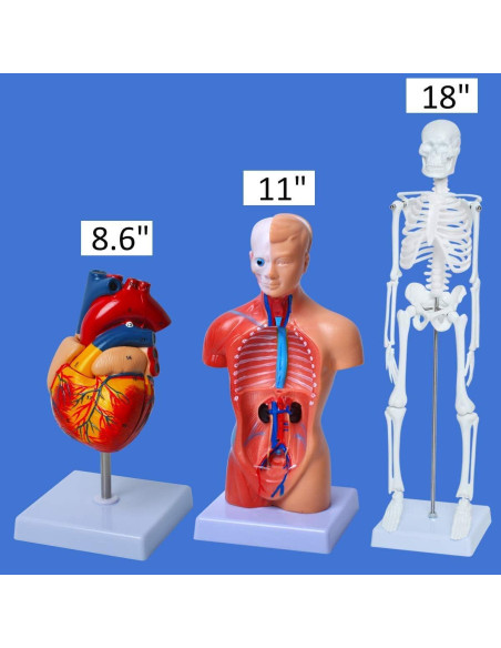 Conjunto de Modelos de Anatomía Humana Wadoy - Corazón, Esqueleto, Cerebro