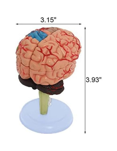 Conjunto de Modelos de Anatomía Humana Wadoy - Corazón, Esqueleto, Cerebro