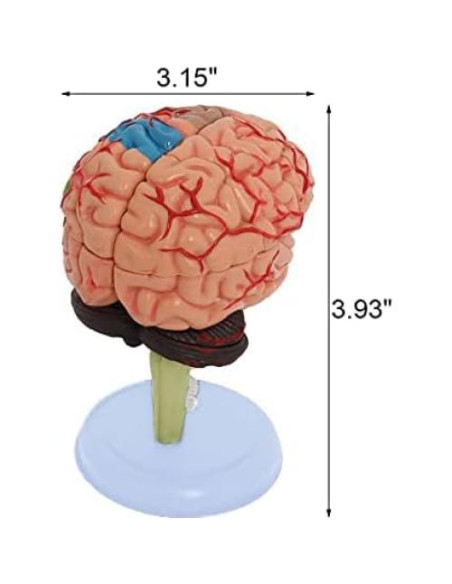 Conjunto de Modelos de Anatomía Humana Wadoy - Corazón, Esqueleto, Cerebro