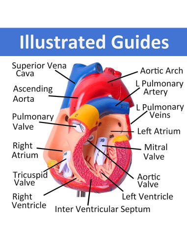 Conjunto de Modelos de Anatomía Humana Wadoy - Corazón, Esqueleto, Cerebro