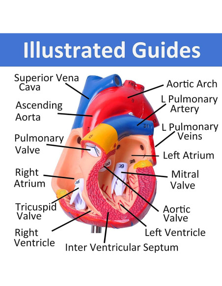 Conjunto de Modelos de Anatomía Humana Wadoy - Corazón, Esqueleto, Cerebro