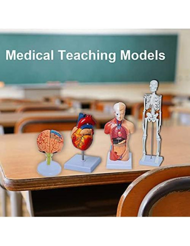 Conjunto de Modelos de Anatomía Humana Wadoy - Corazón, Esqueleto, Cerebro