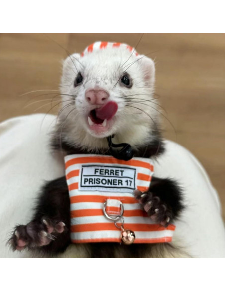 Arnés y Correa Ajustable para Hurón SEZDEKI Naranja