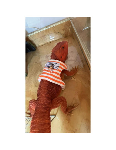 Arnés y Correa Ajustable para Hurón SEZDEKI Naranja