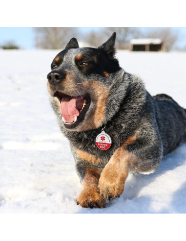 Etiqueta de Identificación Inteligente MYLUCKYTAG QR para Mascotas