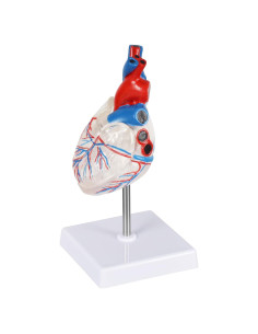 Modelo Anatómico de Corazón Transparente Simedutech 15cm